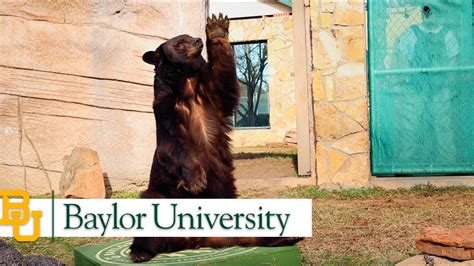 Baylor College Mascot: Celebrating Past and Present Achievements